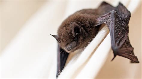 Rabid bat found in Lake St. Louis home
